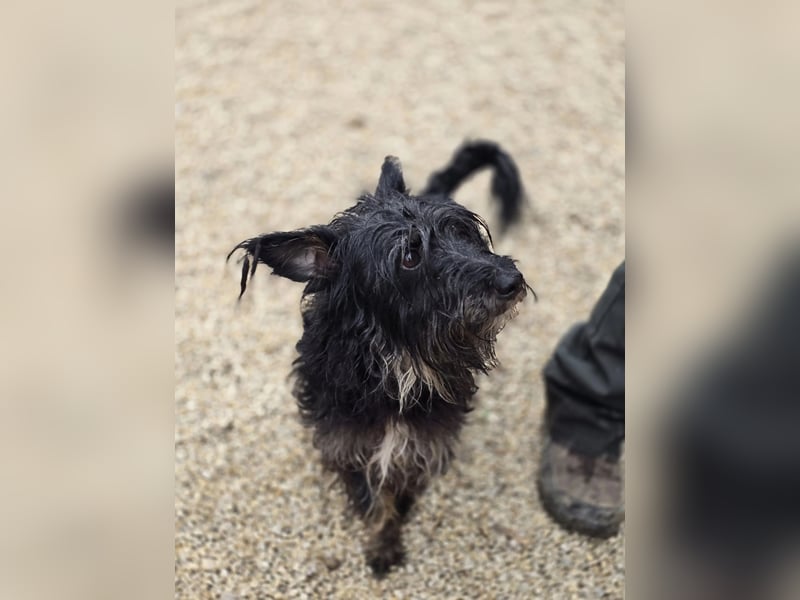 Borzi VA – Sensible Schnauzermix-Hündin sucht ein ruhiges Zuhause bei einer einfühlsamen, ruhigen Pe