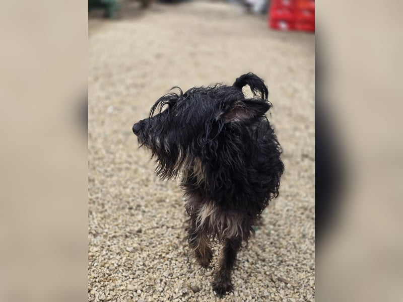 Borzi VA – Sensible Schnauzermix-Hündin sucht ein ruhiges Zuhause bei einer einfühlsamen, ruhigen Pe