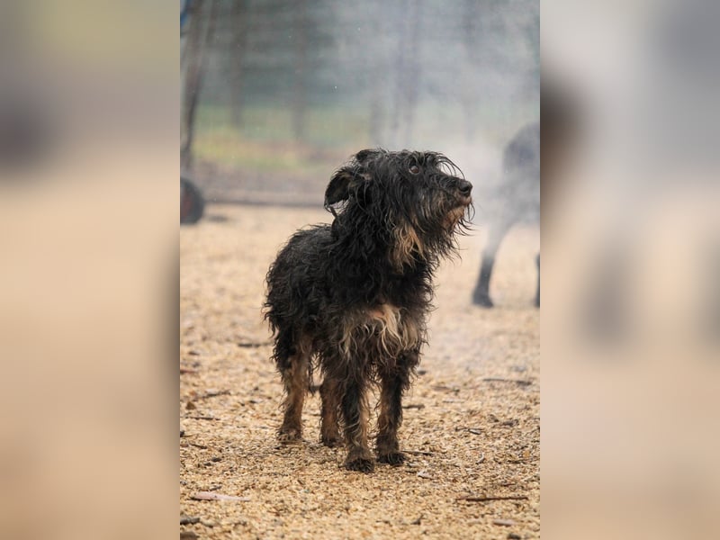 Borzi VA – Sensible Schnauzermix-Hündin sucht ein ruhiges Zuhause bei einer einfühlsamen, ruhigen Pe