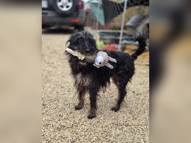 Borzi VA – Sensible Schnauzermix-Hündin sucht ein ruhiges Zuhause bei einer einfühlsamen, ruhigen Pe