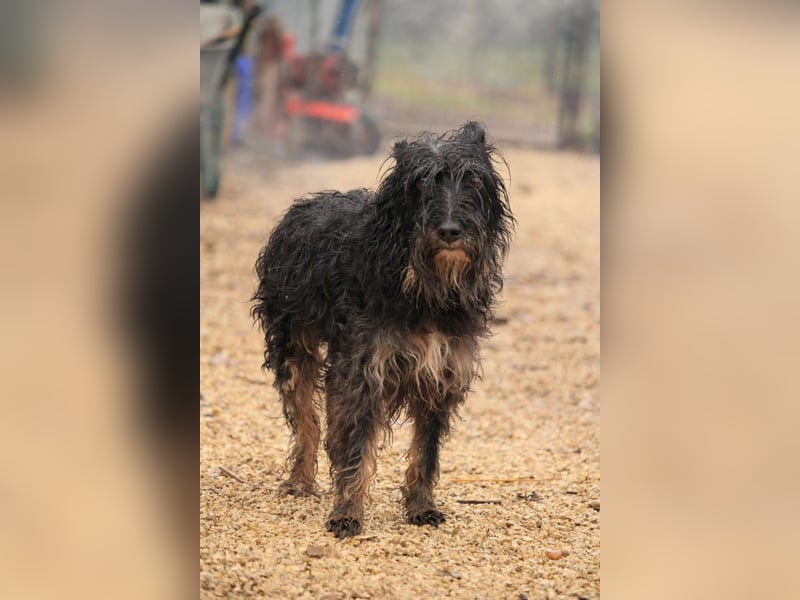 Borzi VA – Sensible Schnauzermix-Hündin sucht ein ruhiges Zuhause bei einer einfühlsamen, ruhigen Pe