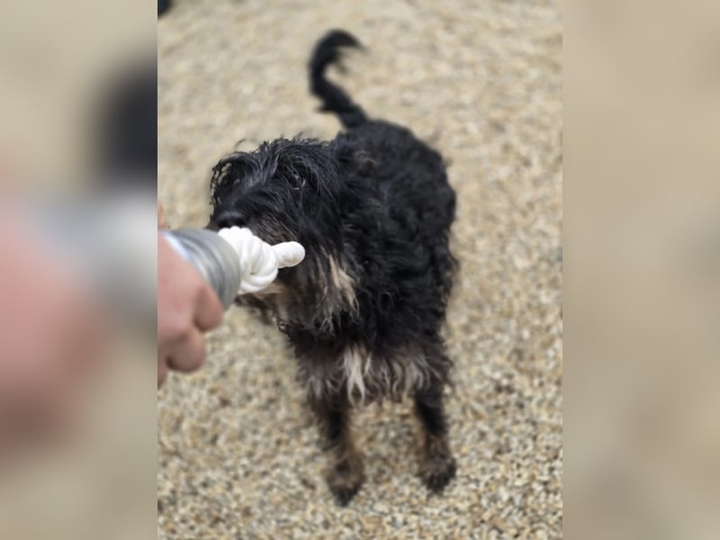 Borzi VA – Sensible Schnauzermix-Hündin sucht ein ruhiges Zuhause bei einer einfühlsamen, ruhigen Pe