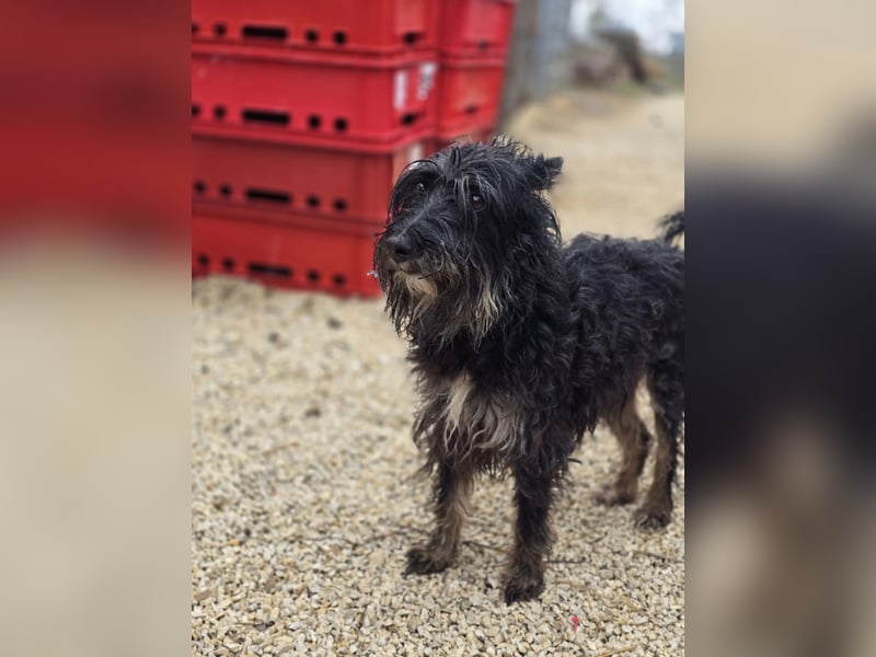 Borzi VA – Sensible Schnauzermix-Hündin sucht ein ruhiges Zuhause bei einer einfühlsamen, ruhigen Pe