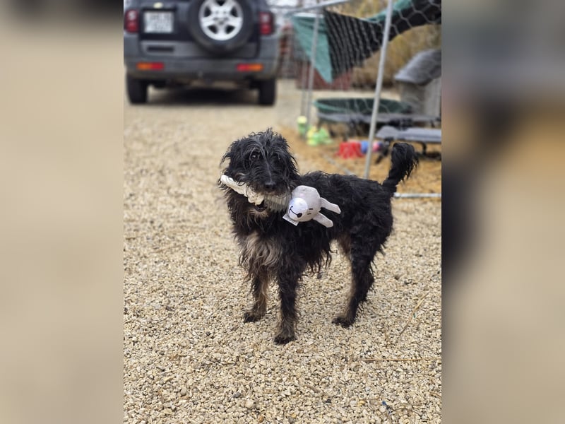 Borzi VA – Sensible Schnauzermix-Hündin sucht ein ruhiges Zuhause bei einer einfühlsamen, ruhigen Pe