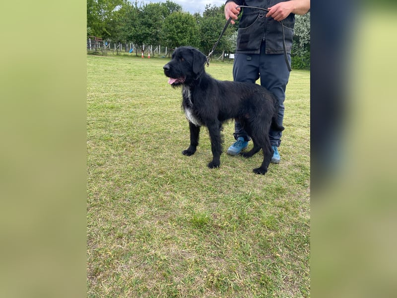 Alfi Schnauzer Mix ein treuer Freund mit ruhigem Wesen