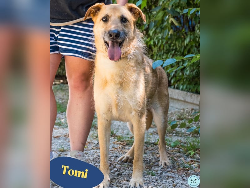 Tomi SI, hat sein Zuhause verloren