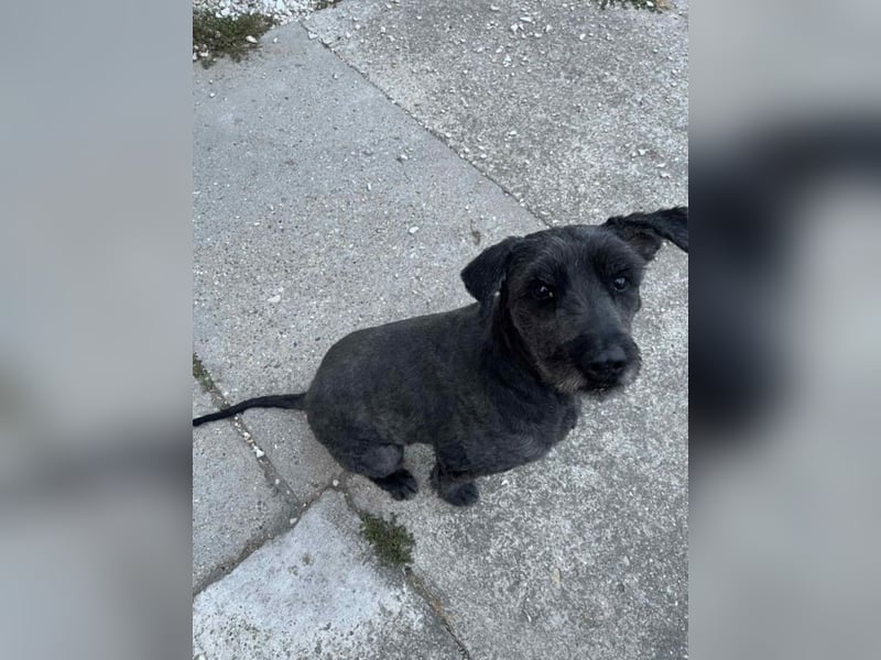 Kormi - liebenswerter Rüde der die Menschen sehr mag