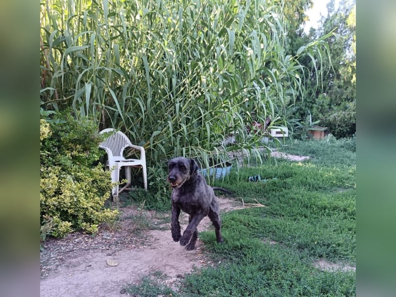 Kormi - liebenswerter Rüde der die Menschen sehr mag