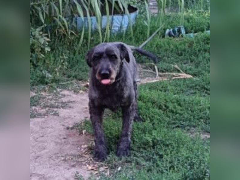 Kormi - liebenswerter Rüde der die Menschen sehr mag