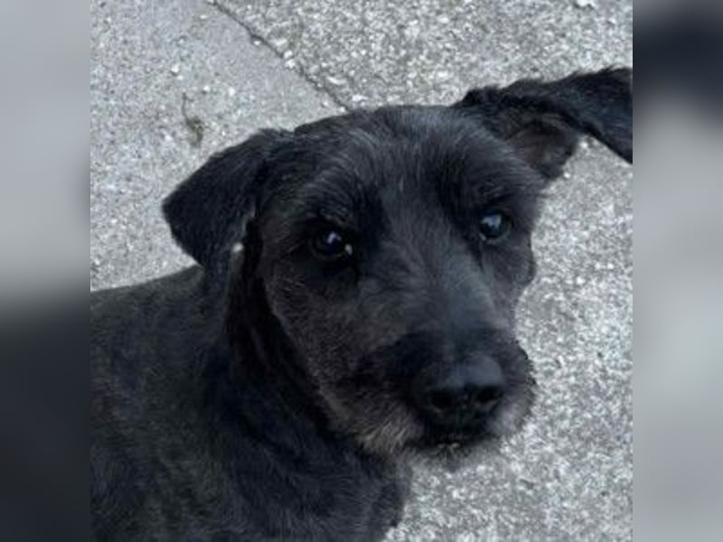 Kormi - liebenswerter Rüde der die Menschen sehr mag