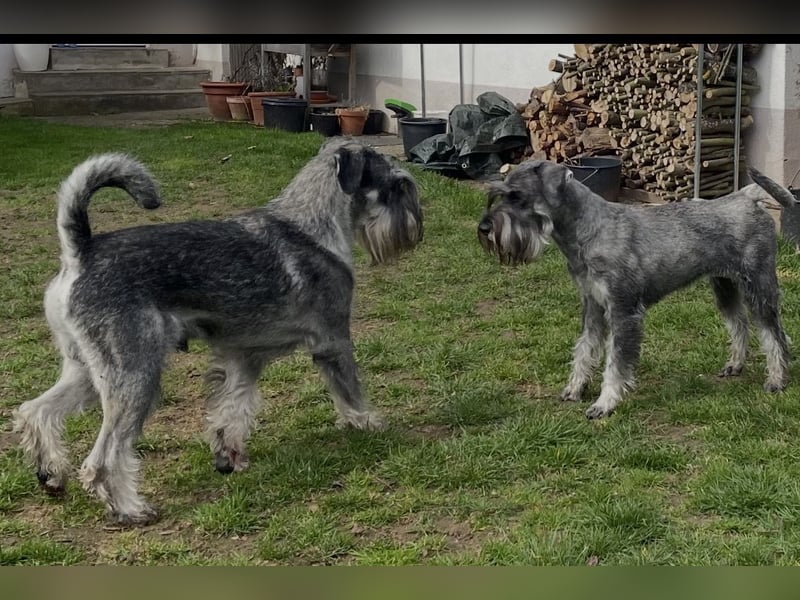 Mittelschnauzer Wurfankündigung pfeffer/salz | PSK/VDH Hobbyzucht