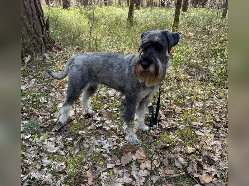Mittelschnauzer Wurfankündigung pfeffer/salz | PSK/VDH Hobbyzucht