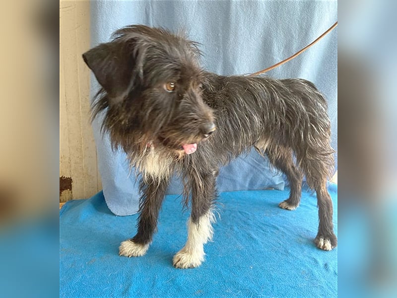 ❤️ ehemals armer LUPI - 2 Jahre, 45cm - Schnauzer-Mix