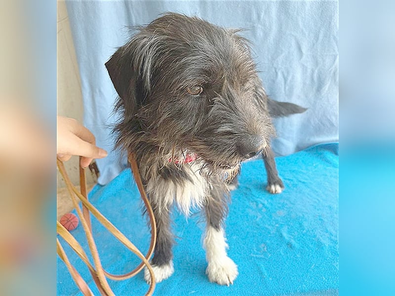 ❤️ ehemals armer LUPI - 2 Jahre, 45cm - Schnauzer-Mix