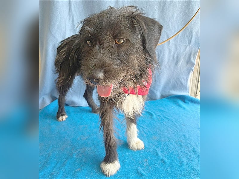 ❤️ ehemals armer LUPI - 2 Jahre, 45cm - Schnauzer-Mix