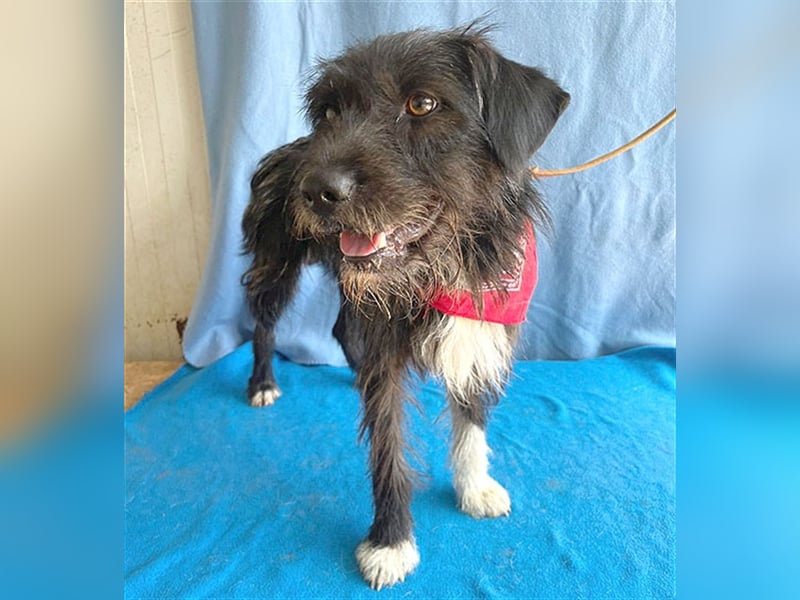 ❤️ ehemals armer LUPI - 2 Jahre, 45cm - Schnauzer-Mix