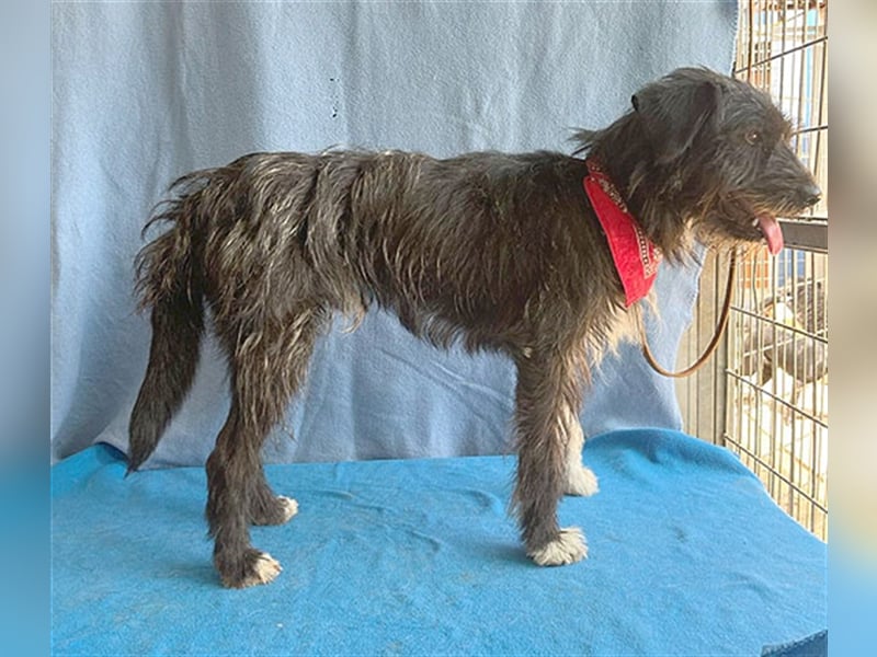 ❤️ ehemals armer LUPI - 2 Jahre, 45cm - Schnauzer-Mix