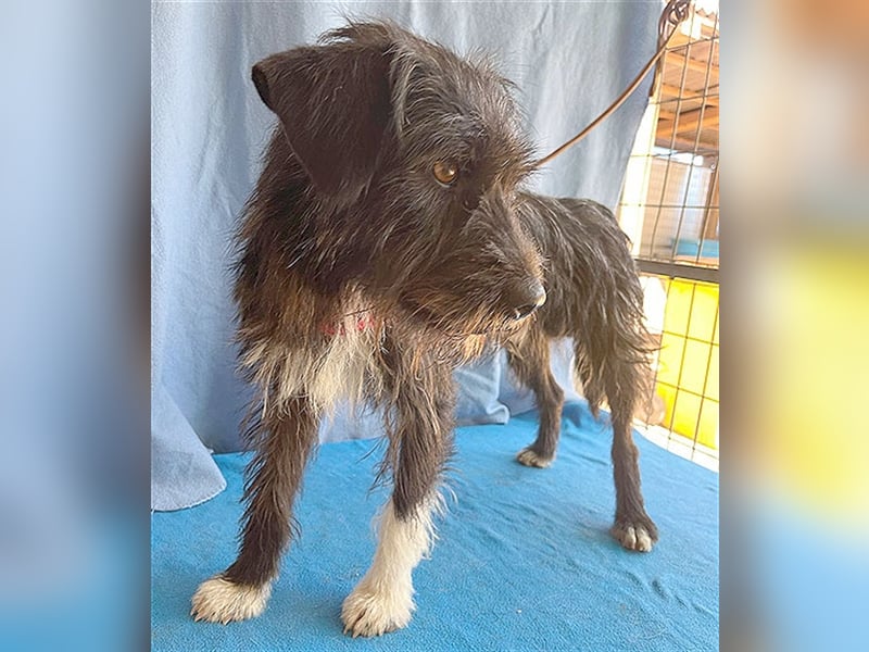 ❤️ ehemals armer LUPI - 2 Jahre, 45cm - Schnauzer-Mix