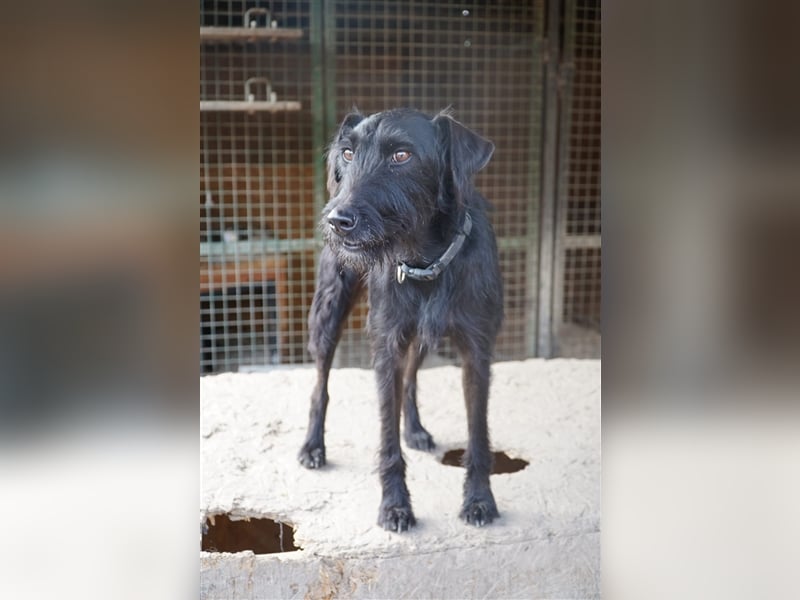 Luzifer, kinderfreundlicher, neugieriger Schnauzer Mix