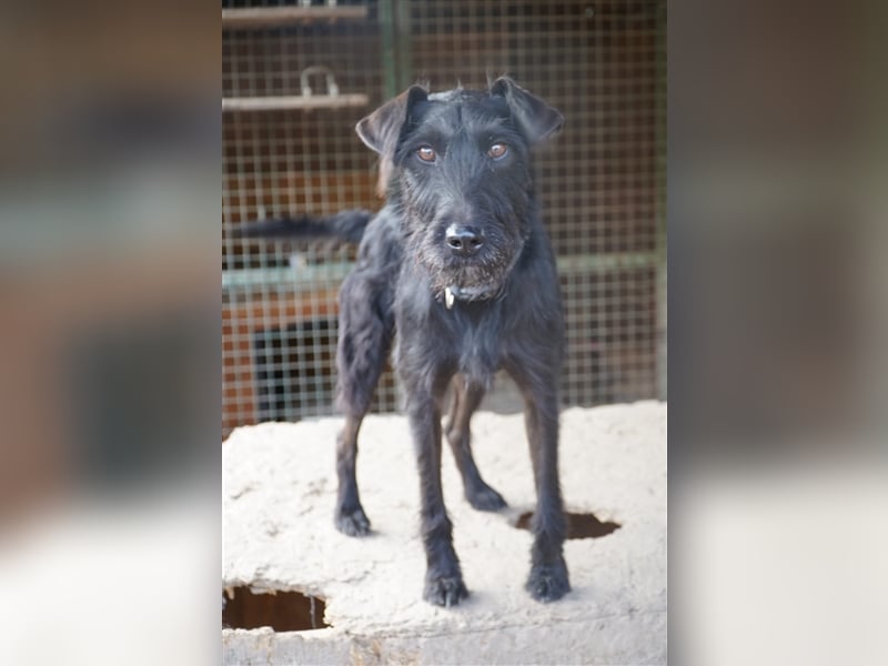 Luzifer, kinderfreundlicher, neugieriger Schnauzer Mix