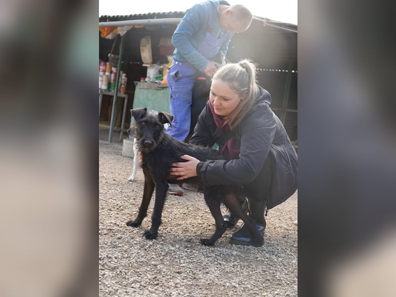 Luzifer, kinderfreundlicher, neugieriger Schnauzer Mix