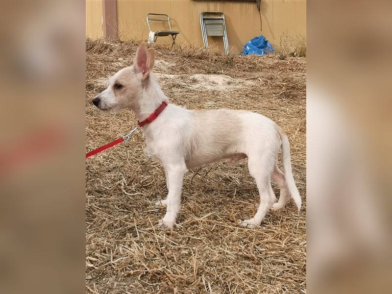 Elvis ein zuckersüßer Welpe