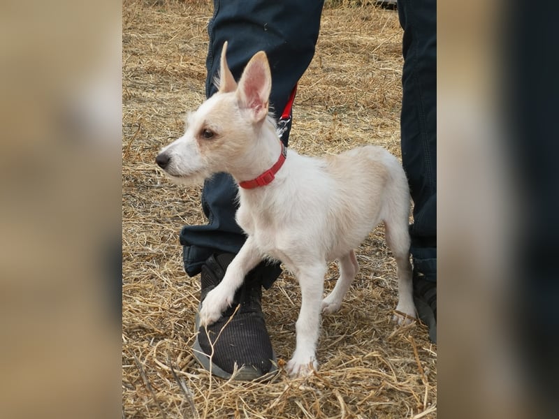 Elvis ein zuckersüßer Welpe