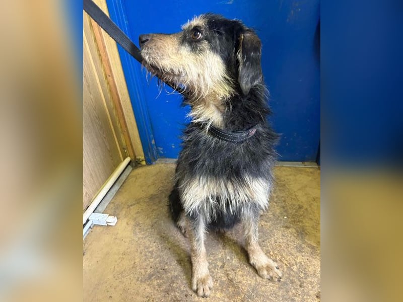 (R) ❤️ Schmusebacke GUSTI - 2 Jahre, 48cm/24kg - Schnauzer-Mix