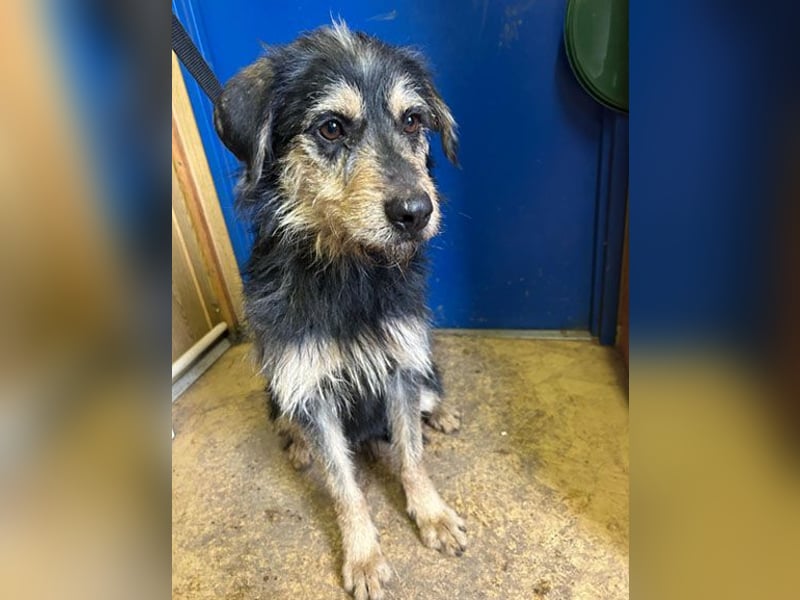 (R) ❤️ Schmusebacke GUSTI - 2 Jahre, 48cm/24kg - Schnauzer-Mix