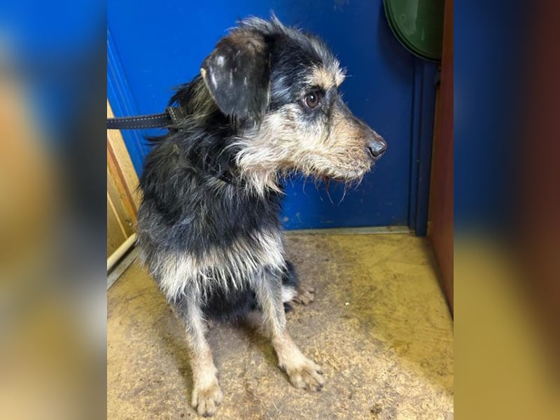 (R) ❤️ Schmusebacke GUSTI - 2 Jahre, 48cm/24kg - Schnauzer-Mix