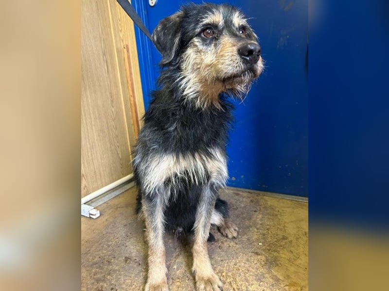 (R) ❤️ Schmusebacke GUSTI - 2 Jahre, 48cm/24kg - Schnauzer-Mix