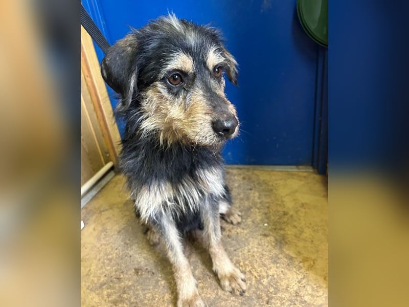 (R) ❤️ Schmusebacke GUSTI - 2 Jahre, 48cm/24kg - Schnauzer-Mix