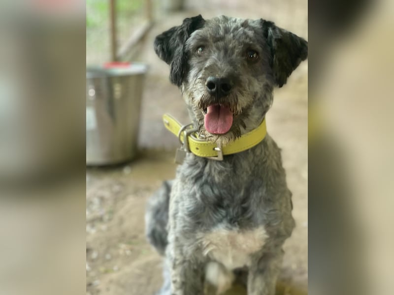 Bubbles, schüchterner Puli/Schnauzer MIx geb. 2022