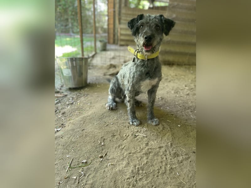 Bubbles, schüchterner Puli/Schnauzer MIx geb. 2022