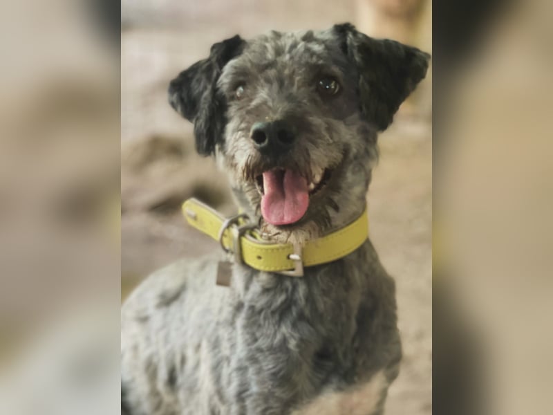 Bubbles, schüchterner Puli/Schnauzer MIx geb. 2022