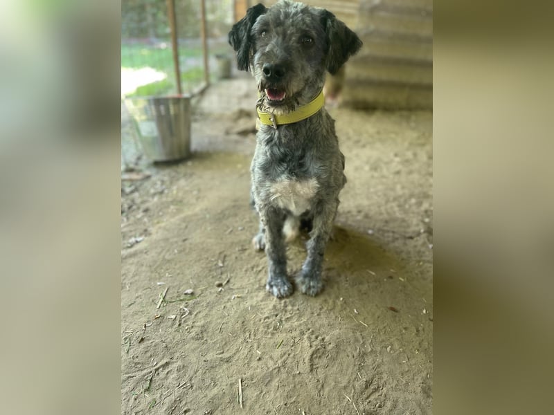 Bubbles, schüchterner Puli/Schnauzer MIx geb. 2022