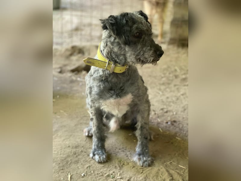 Bubbles, schüchterner Puli/Schnauzer MIx geb. 2022
