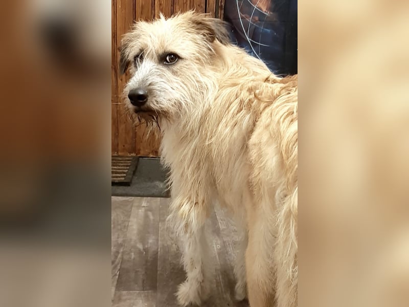 EDDI 3 J., kastr., ist auf der Suche nach seinen Herzensmenschen