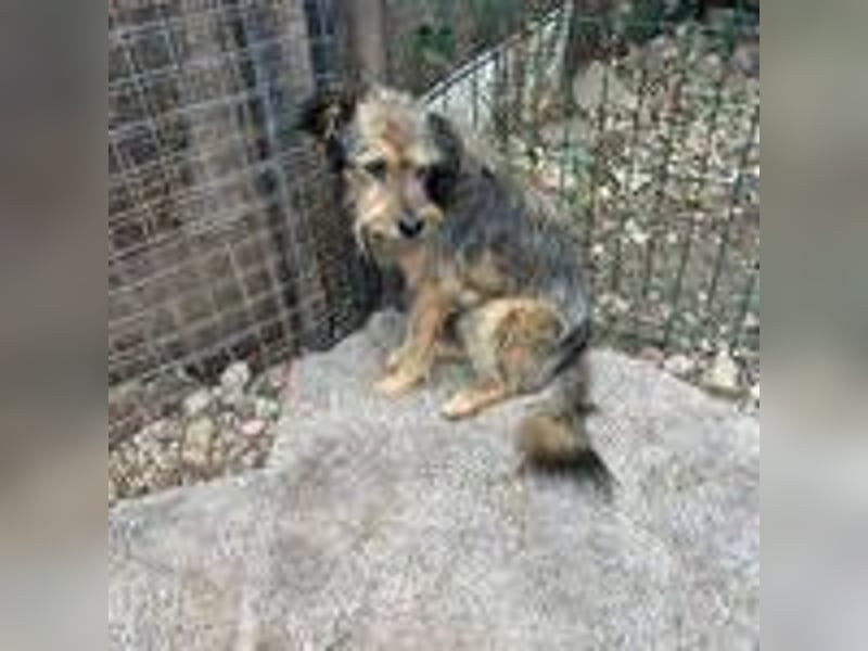 Berci, Schnauzer-Mix, Rüde, geb. 06.05.2013, ca. 40 cm, 11 kg, NOTFALL