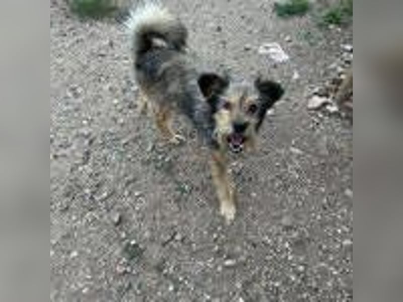 Berci, Schnauzer-Mix, Rüde, geb. 06.05.2013, ca. 40 cm, 11 kg, NOTFALL