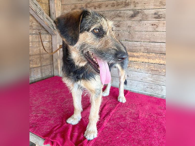 superlieber Familienhund MATYI - 2 Jahre, 50cm/20kg - Schnauzer-Mix