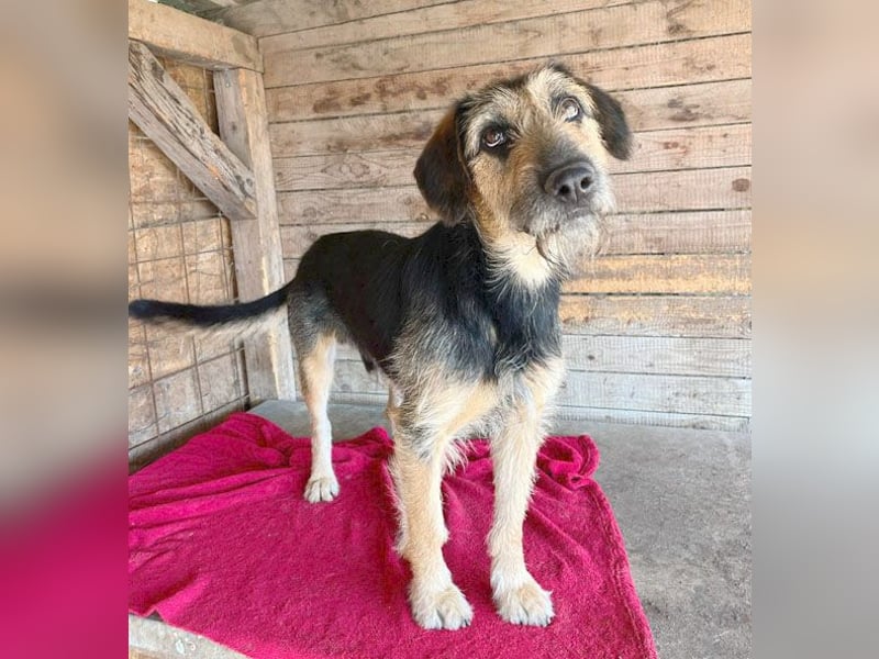 superlieber Familienhund MATYI - 2 Jahre, 50cm/20kg - Schnauzer-Mix