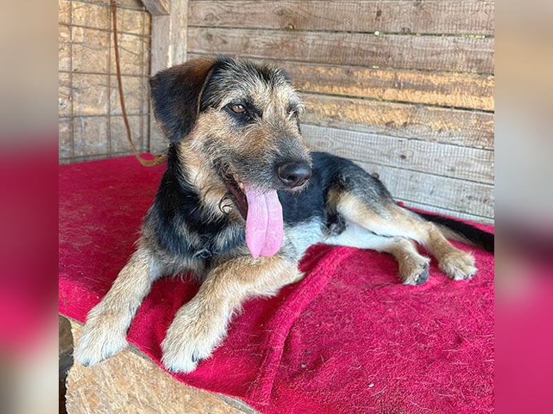 superlieber Familienhund MATYI - 2 Jahre, 50cm/20kg - Schnauzer-Mix
