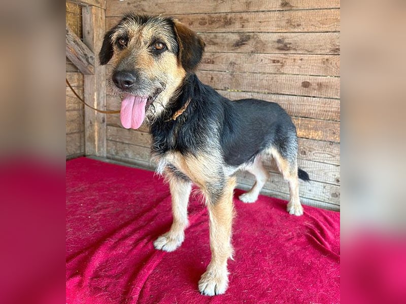superlieber Familienhund MATYI - 2 Jahre, 50cm/20kg - Schnauzer-Mix