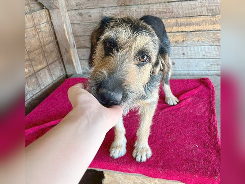 superlieber Familienhund MATYI - 2 Jahre, 50cm/20kg - Schnauzer-Mix