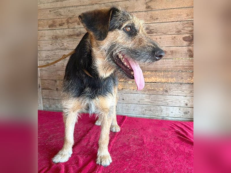 superlieber Familienhund MATYI - 2 Jahre, 50cm/20kg - Schnauzer-Mix