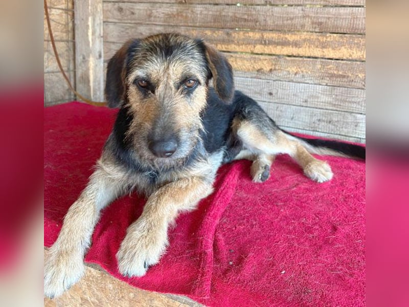superlieber Familienhund MATYI - 2 Jahre, 50cm/20kg - Schnauzer-Mix