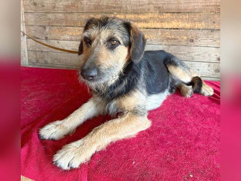 superlieber Familienhund MATYI - 2 Jahre, 50cm/20kg - Schnauzer-Mix