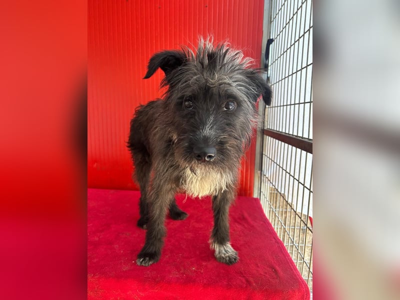 Ficko, Schnauzer-Mix, Rüde, geb. am 18.01.2024, 45 cm