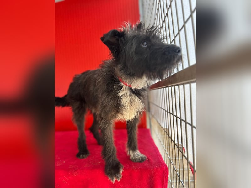 Ficko, Schnauzer-Mix, Rüde, geb. am 18.01.2024, 45 cm